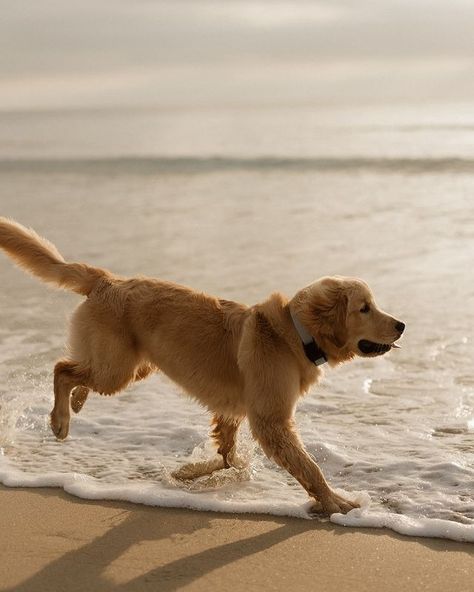 All Posts • Instagram Pictures With Dogs Aesthetic, Dog Beach Photoshoot, Dog At Beach, Dog Owner Photoshoot, Golden Retriever Beach, Telling Secrets, Family Dog Photos, Ranger Rick, Fam Photos