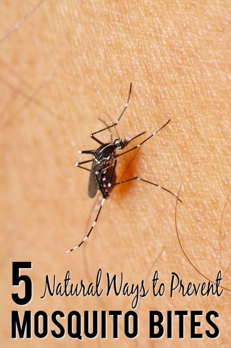 Natural Prevention for Mosquito Bites - Have more mosquito-free fun outside this Summer with these 5 simple and natural ways to prevent mosquito bites that are also totally safe for kids and pets. #ParentingTips | #DIY #natural #parenting #mosquitobites Remedies For Mosquito Bites, Prevent Mosquito Bites, Prepping Ideas, Sick Remedies, Mosquito Bites, Kids And Pets, Mosquito Bite, Natural Parenting, Safety Devices