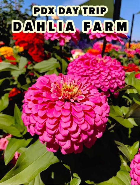 One of the top Portland day trips! The dahlia fields were voted one of Oregon's Best Attractions. Swan Island Dahlias in Canby, Oregon is a must-see Portland site. Don't miss the festival in Aug / Sep. Watch the video at SipBiteGo.com. #pdx #portland #dahlias #flowers Oregon Bucket List, Flower Festival, Wine Travel, Family Road Trips, United States Travel, Travel Board, The Festival, Nature Travel, Travel Experience