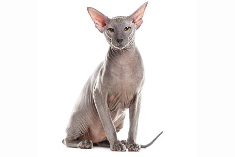 Peterbald cat. Small Cat Breeds, Cat Breeds List, Elf Cat, Chartreux Cat, Chat Sphynx, All Cat Breeds, Cat Vet, Dog Dna Test, Japanese Bobtail