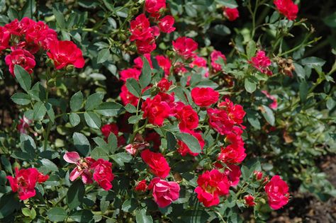 Red Drift Rose (Rosa 'Red Drift') at Echter's Nursery & Garden Center Rose Calloway, Drift Roses, Lakewood Colorado, Front Yard Plants, Landscaping On A Hill, Nursery Garden, Rose Images, Brown Flowers, Gardening Advice