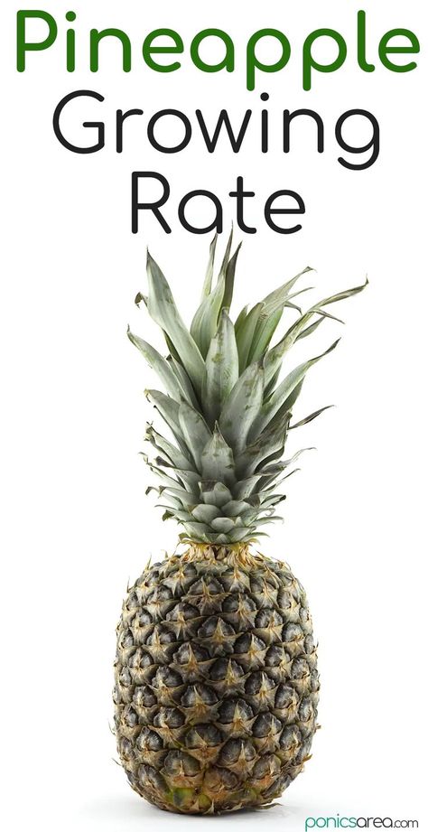 How Long Does It Take to Grow a Pineapple Grow A Pineapple, Florida Trees, Growing Pineapple, Pineapple Planting, Veg Garden, Fruit Plants, The Question, The Plant, To Grow