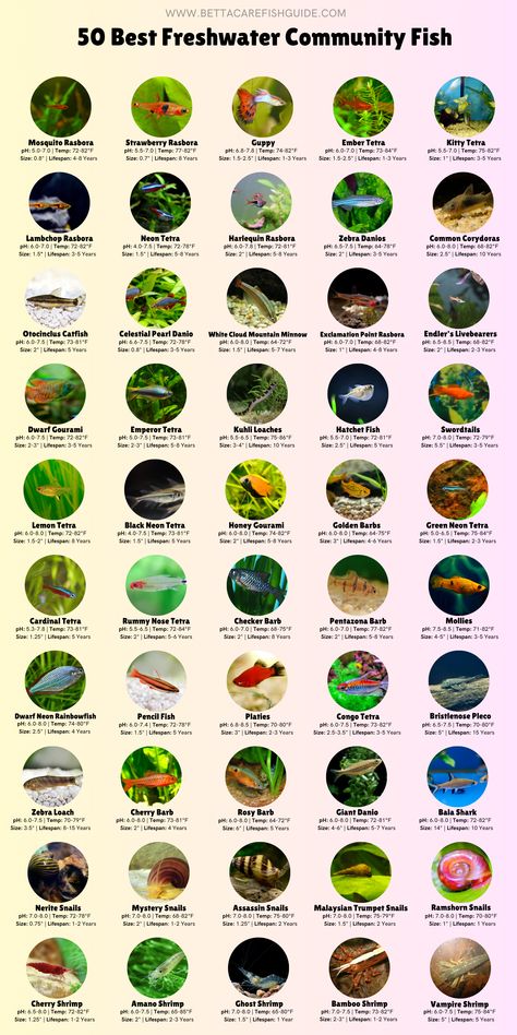 If you have an aquarium, then you're going to love these 50 community fish! Cool Freshwater Aquarium Fish, Community Fish Tank Ideas, Community Aquarium Ideas, Freshwater Crab Aquarium, Fresh Water Fish For Aquariums, Community Fish Tank Freshwater, Aquarium Plants Freshwater, Betta Community Tank, Aquarium Design Fish Tanks