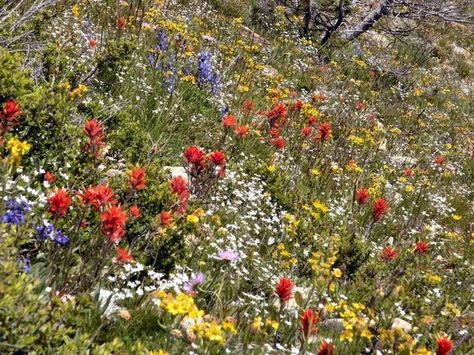 Dryland Wildflower Mix 10000 Seeds 9 Grams by EarthCareSeeds, $3.75 Illinois Wildflowers, Indian Blankets, Sweet William, Drought Resistant, Wildflower Seeds, Black Eyed Susan, Wild Flower, Planting Seeds, Flower Seeds