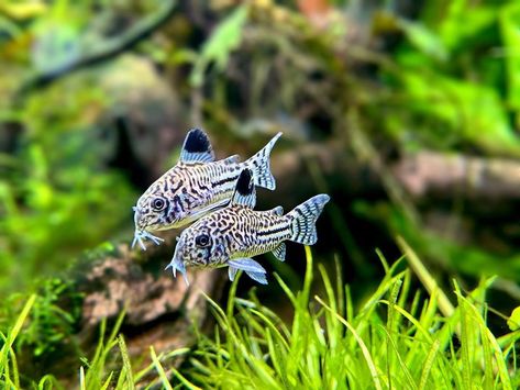 Oscar Fish Tank Ideas, Cool Fish Tank Decorations, Cory Catfish, Fish Tank Themes, Oscar Fish, Fish Tank Terrarium, Cool Fish Tanks, Fish Tank Design, Pretty Fish