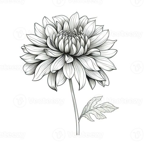 garden Dahlia flower ai generated Dahlia Art Drawing, Dahlia Sketch, Dahlia Drawing, Daliah Flower, Garden Dahlia, Dahlia Tattoo, Azalea Flower, Wedding People, Heart Tree