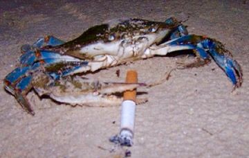 Smoking crab Funny Crab, Art Core, Cool Fish, Profile Photos, Crustaceans, Life Form, Very Funny Pictures, 1 Egg, Profile Photo