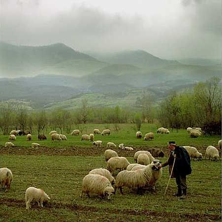 shepherd sheep - Google Search Herd Of Sheep, Counting Sheep, Sheep Farm, Sheep And Lamb, The Good Shepherd, Jolie Photo, The Farm, Country Life, Farm Life