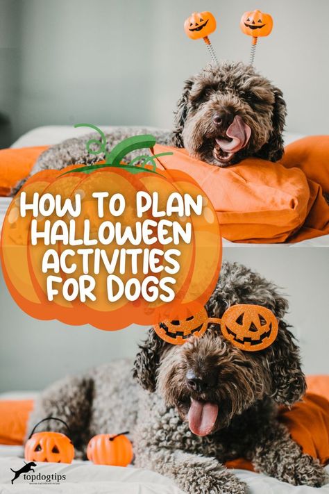 How to Plan Halloween Activities for Dogs Activities For Dogs, Fun Halloween Activities, Treats Halloween, Halloween Cans, Dog Top, Dog Tips, Calm Dogs, Halloween Dog, Dog Safety