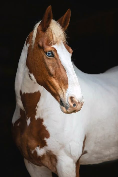 Horse With Blue Eyes, Unusual Horse, Horse Drawing Reference, Wild Horses Photography, Horse Markings, American Paint Horse, Paint Horses, Gorgeous Horses, Horse Inspiration