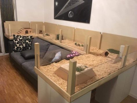 Guinea Pig Cage Ideas Indoor, Indoor Guinea Pig Cage Ideas, Homemade Guinea Pig Cage, Indoor Guinea Pig Cage, Hedgehog Cage, Diy Guinea Pig Cage, Guinea Pig Diy, Cage Hamster, Guinea Pig Hutch