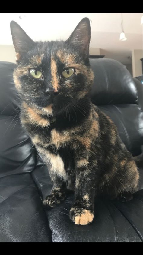 Torti Cat, Cats Calico, Two Faced Cat, Tortoiseshell Cats, Tortie Cat, Tortoiseshell Cat, Calico Cats, Tortoise Cat, Two Faced