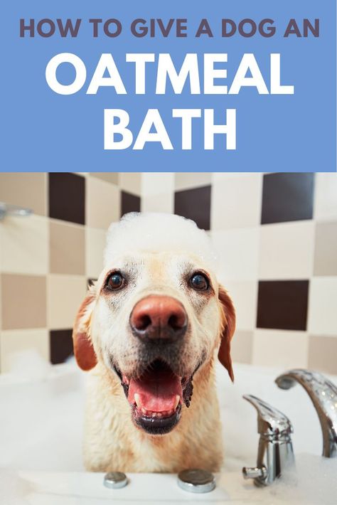 Dog Oatmeal Bath Diy, Homemade Oatmeal Bath For Dogs, Dog Bath For Itchy Skin, Soothing Bath For Itchy Dog, Oat Bath For Dogs, Diy Oatmeal Bath For Dogs, Oatmeal Bath For Dogs, Oatmeal For Dogs, Oatmeal Shampoo For Dogs