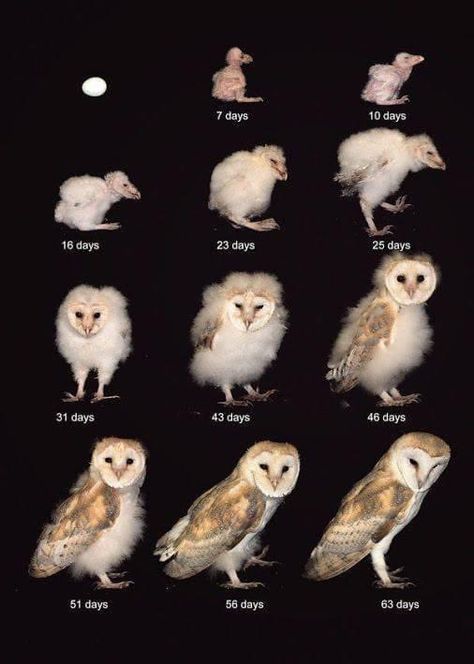 Owl Pictures, Beautiful Owl, Owl Bird, Pretty Animals, Silly Animals, Barn Owl, Cute Creatures, Animal Photo, Cute Little Animals