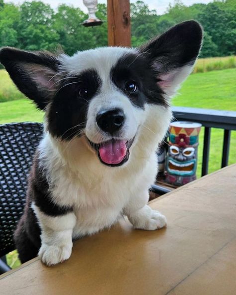 Bodhi the fluffy Cardigan Corgi (@bodhi_the_corgibear) • Instagram photos and videos Corgi Smile, Cardigan Corgi, Fluffy Cardigan, Cardigan Welsh Corgi, Corgi Puppy, Tiki Bar, May 31, A Drink, Animals Beautiful