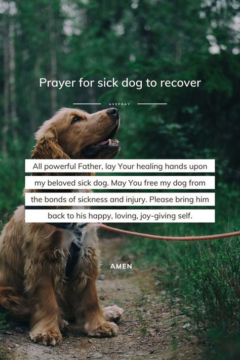 All powerful Father, lay Your healing hands upon my beloved sick dog. May You free my dog from the bonds of sickness and injury. Please bring him back to his happy, loving, joy-giving self. Amen. Dog Prayers Sick, When Your Dog Is Sick Quotes, Dog Healing Quotes, Sick Dog Quotes, Prayer For Sick Dog, Dog Whining, Sick Quotes, My Pet Dog, Prayer For Love