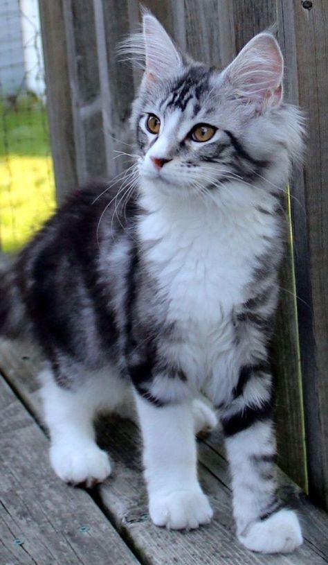 Grey And White Mainecoon Cat, Mainecoon Kitten, White Cat Breeds, Exotic Cat Breeds, Maine Coone, Most Beautiful Cat, Image Chat, Söt Katt, Gorgeous Cats