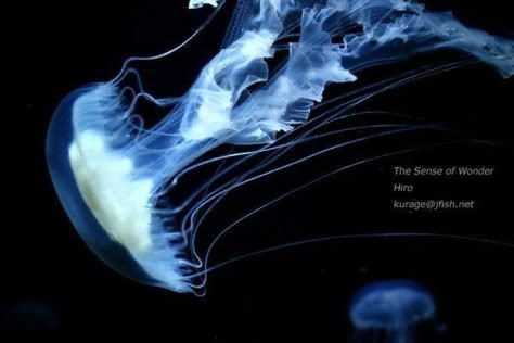 Jellyfish Banner, As Your Boyfriend, Blue Jellyfish, First Things First, Wallpaper Laptop, Jelly Fish, Phone Theme, Marine Biology, Marine Animals