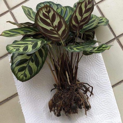 Peacock Calathea, Calathea Makoyana, Repotting Orchids, Types Of Houseplants, Ficus Pumila, Peacock Plant, Live Indoor Plants, Garden Nook, Calathea Plant