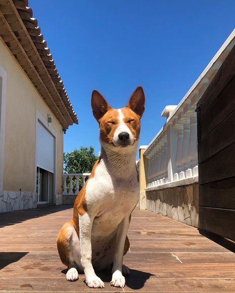 Basenji Breed Information Guide: Facts And Pictures | BARK Dog Drawings Simple, Cute Dog Drawings, Easy Dog Drawing, Dog Drawing Ideas, Basenji Puppy, Rehome Dog, Dog Drawing Simple, Cute Animal Tattoos, Cute Dog Drawing