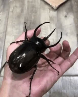 Huge Beetle Rhinoceros Beetle, Cool Bugs, Beetle Bug, Beautiful Bugs, Creepy Crawlies, Arthropods, Little Critter, Arachnids, Silly Animals