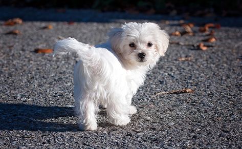 Le Bichon Maltais, chien miniature : caractère, origine, conseils d'élevage, santé Anjing Maltese, Maltese Haircuts, Toy Dog Breeds, Basic Dog Training, Maltese Puppy, Maltese Dogs, Best Dog Breeds, Teacup Puppies, Lhasa Apso