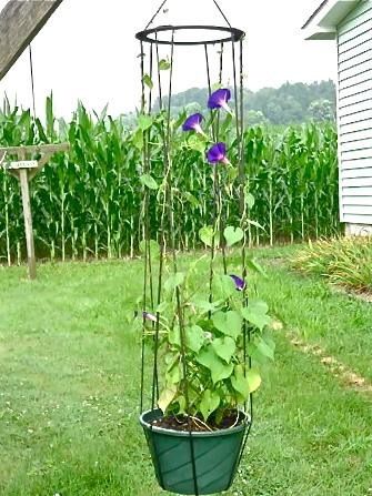 Hanging basket for morning glory or other climbing vines Corner Garden Ideas, Yard Privacy, Hanging Plants Diy, Space Garden, Privacy Plants, Flower Tower, Garden Vines, Corner Garden, Hanging Plants Indoor