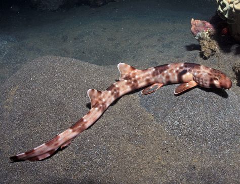 A new species of epaulette shark, discovered in Indonesia, moves across the ocean floor like a salamander – is this how the first land animals walked? Walking Shark, Shark Species, Marine Science, Species Of Sharks, Sea Floor, Underwater Creatures, Crustaceans, Brown Background, Ocean Creatures