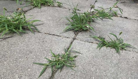 5 Tricks to Get Rid of Weeds on Your Patio that Actually Work - Inch Calculator Killing Weeds, Grass Weeds, Weeds In Lawn, Mint Plants, Invasive Plants, Front Porch Ideas, Perfect Garden, Easy Garden, Patio Stones