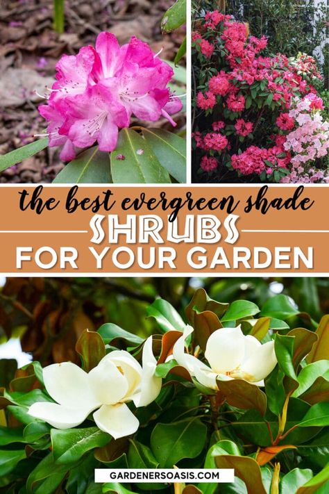 Evergreen Shrubs For Shade (That Look Good All Year) | Bushes and Trees Evergreen Shrubs For Shade, Evergreen Bushes, Shrubs For Shade, Foundation Plants, Evergreens For Shade, Shrubs For Landscaping, Kalmia Latifolia, Evergreen Bush, Shade Garden Design