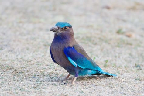 Roller Bird, Lilac Breasted Roller, Southern Ocean, Smithsonian Institution, Central Asia, Indian Ocean, Southeast Asia, Laos, Shades Of Blue