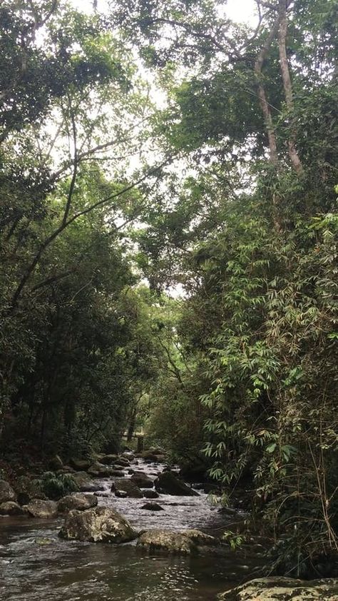 Rocky River, Back Wallpaper, Canine Art, Castle Wall, Vascular Plant, Forest Photography, Forest Landscape, Video Footage, Video Clip