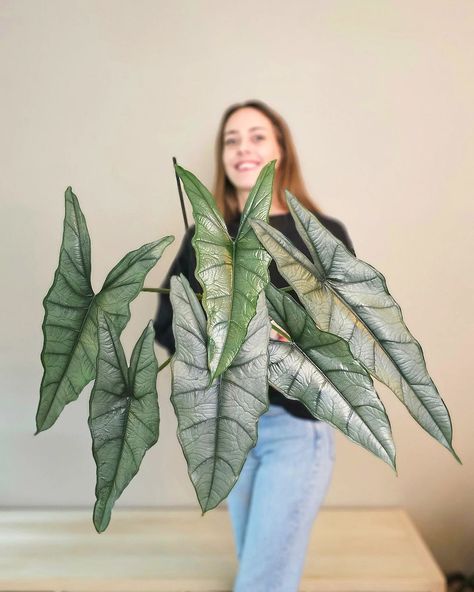 Alocasia Heterophylla, famously known as Dragon's Breath, is a rare Alocasia variety that thrives in bright, indirect sunlight with humidity levels between 60 and 80%. 📷: our.lucky.roots on IG Alocasia Heterophylla, Alocasia Dragon Breath, Silver Dragon Alocasia Care, Rare Alocasia, Alocasia Nebula Imperialis, Alocasia Silver Dragon, Alocasia Pink Dragon, Alocasia Plant, Plant Goals