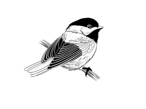 Chickadee Drawing Tattoo Ideas, Chickadee Drawing, Chickadee Tattoo, How To Draw Birds, Soft Tattoo, Artists Way, Draw Birds, Bird Brain, Tattoos Inspiration