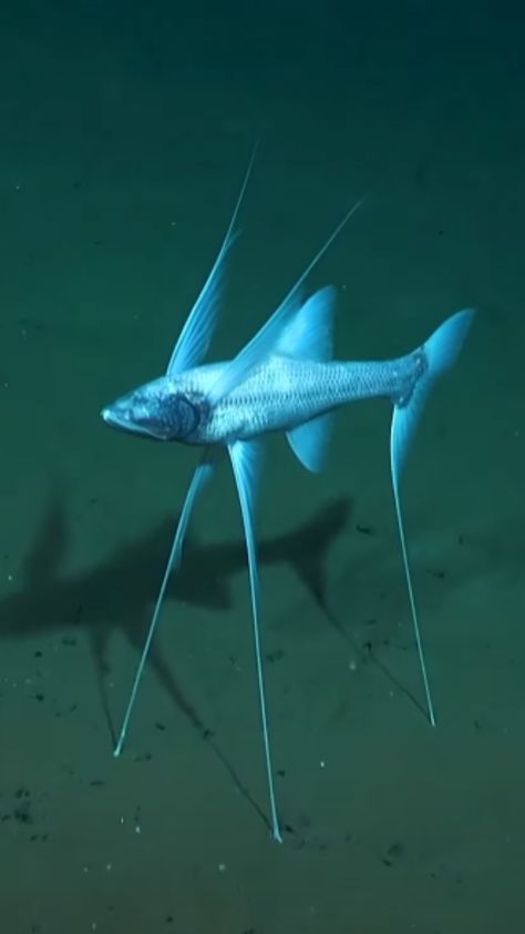 The tripod fish, scientifically known as Bathypterois grallator, is an intriguing deep-sea creature. Translucent Sea Creatures, Deep Sea Creatures Photography, Interesting Sea Creatures, Deep Ocean Creatures, Strange Sea Creatures, Unusual Fish, Phantom Jellyfish, Deep Sea Creature, Scary Fish