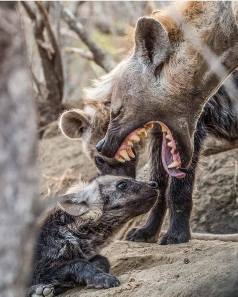 African Wild Dog, Marine Mammals, Wild Dogs, Hyena, African Animals, In The Wild, Animal Photo, Animals Friends, Beautiful Creatures