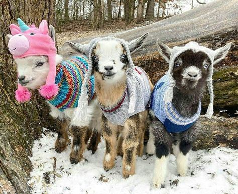 Goat In Sweater, Baby Goats In Sweaters, Goat Life, Goats In Sweaters, Animal Friendships, Mini Goats, Goat Kidding, Pygmy Goat, Snow Ice