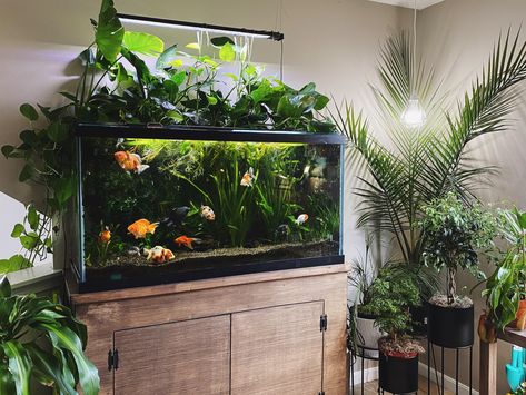 Fish Aquarium Decorations, Fish Tank Themes, Fish Tank Terrarium, Goldfish Tank, Taman Air, Cool Fish Tanks, Lots Of Plants, Fish Tank Design, Indoor Water Garden