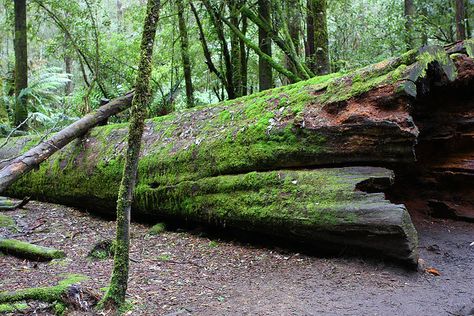 moss covered fallen tree trunk Fallen Tree Trunk, Scenery Reference, Child Reference, Fallen Tree, Moss Covered, Tree Trunks, Wild Child, Autumn Trees, Tasmania