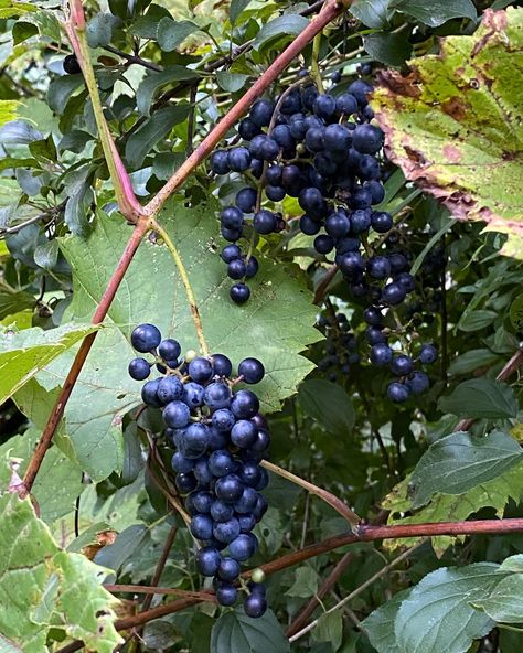 Beautiful wild riverbank grapes make delightful jam and jelly! Jam And Jelly, Jelly, Grapes, Jam, Quick Saves