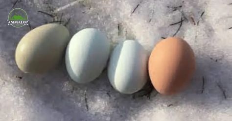 Prairie Bluebell Egger Breed Guide 2024: A Friendly Tempered Chicken 2 Full Grown Mini Goldendoodle, Polish Chicken, Layer Chicken, Chicken Eating, Blue Eggs, Hatching Eggs, Mini Goldendoodle, Egg Laying, Chicken Breeds