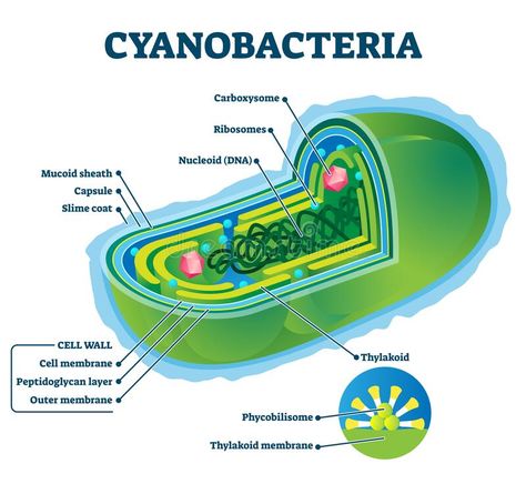 Cyanobacteria Vector Illustration. Labeled Bacteria Internal Structure Scheme Stock Vector - Illustration of microscopic, internal: 176019705 Biology Ideas, Biology Diagrams, Time In A Bottle, Medical Astrology, Blue Green Algae, Bond Paper Design, Study Flashcards, Human Body Parts, Green Algae