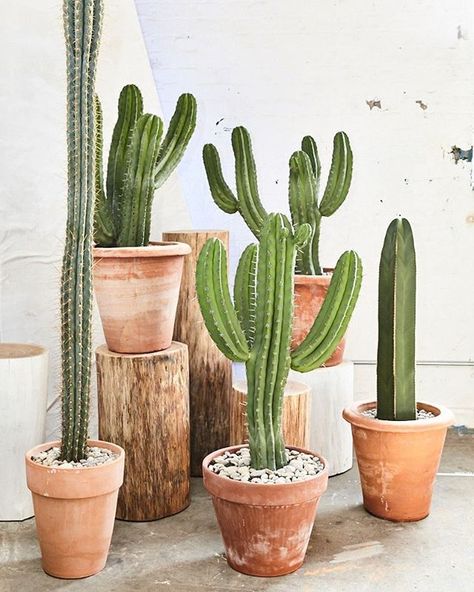 CONNECTING BACK TO NATURE II @ldndesignfair with the incredible cacti from @conservatory_archives Indoor Cactus Plants, Kaktus Dan Sukulen, Indoor Cactus, نباتات منزلية, Cactus Diy, Deco Nature, Cactus Decor, Interior Plants, Cactus Y Suculentas