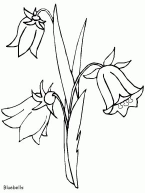 Bluebells Flowers Coloring Pages Blue Bell Drawing, Bluebell Drawing, Healing Tree, Printable Flower Coloring Pages, Bell Flowers, Blue Bell Flowers, Woodland Flowers, Art Library, Blue Bell