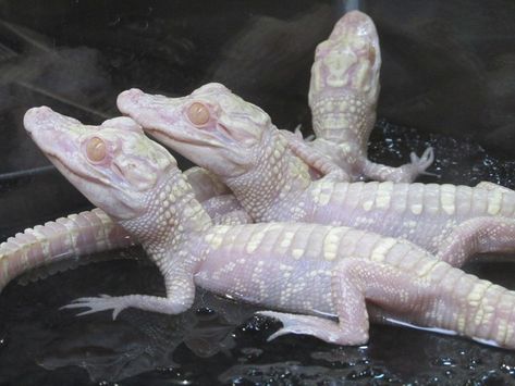 Albino Alligator, Melanistic Animals, Rare Albino Animals, Foto Macro, Albino Animals, Alligator Crocodile, Cute Reptiles, Rare Animals, Crocodiles