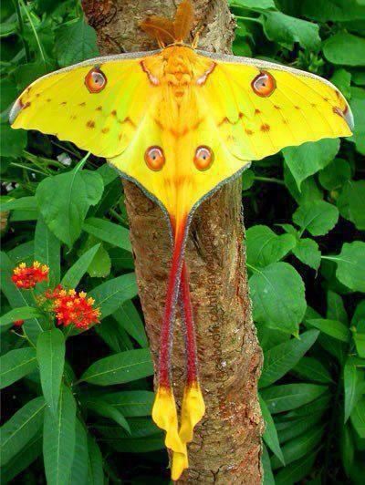 lBBC Boracay says:" Vist us at our Tree house place in Fern Vally near Boracay and we show you this unbelievable beautiful butterfly..."( long tailed yellow moon moth ) Photo Papillon, Art Papillon, Painting References, Moon Moth, Moth Caterpillar, Butterfly Photos, Beautiful Bugs, Creepy Crawlies, Haiwan Peliharaan