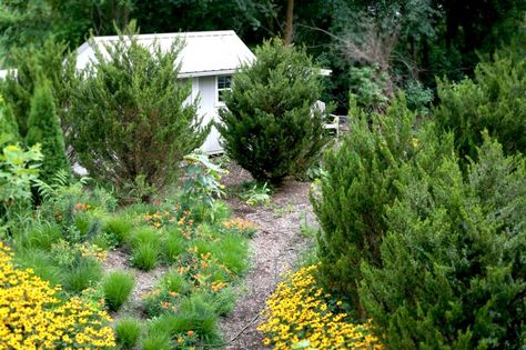 Though many view Eastern Red Cedars, (Juniperus virginiana), as weeds in abandoned sites, we love the native Cedar for ... Juniperus Virginiana, Native Landscaping, Native Plant Landscape, Thuja Green Giant, Eastern White Cedar, Small Trees For Garden, Eastern Red Cedar, Leyland Cypress, Plant Landscape