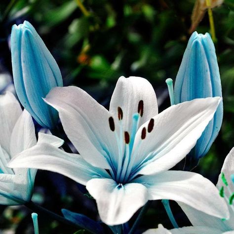 Blue Heart Lilies. Aren’t these beautiful? Blue Heart Lily, Lily Seeds, Seed Pots, Lily Bulbs, Blue Lily, Lily Plants, Home Garden Plants, Bonsai Plants, Bonsai Garden