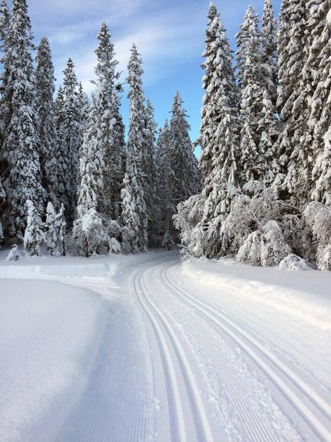 Which way to go, right or left? Follow your gut and it will likely be a happy turn. And it was. Oh how it was. The most magical cross country ski trails through snow filled woods in Sälen, in the Dalarna region of Sweden. I never feel happier than when I have cold, crisp air in my lungs, and white fluffy snow all around. Photo by Anna Sjöström Walton for Chalk & Moss (chalkandmoss.com). Outdoor Nature Activities, Winter Snow Wallpaper, Follow Your Gut, Fluffy Snow, Skiing Aesthetic, Cross Country Ski, Nordic Skiing, Feel Happier, Ski Trails