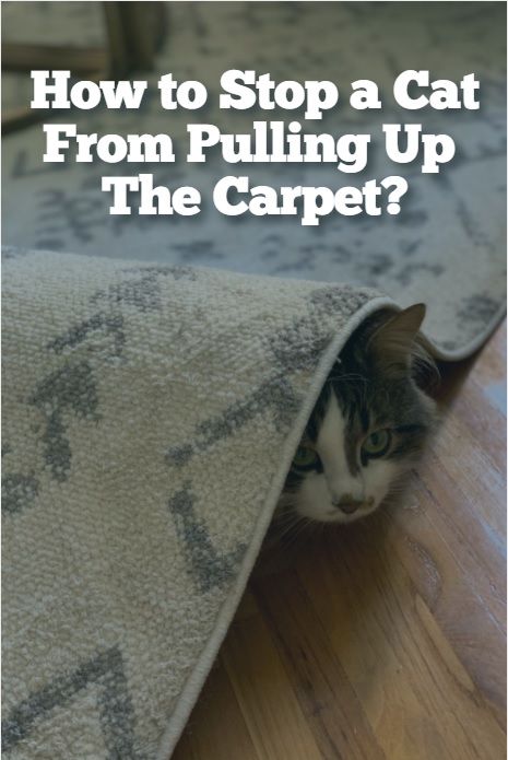 How To Patch Carpet, Cat Roll, Cat Claws, Cat Scratching, Cat Care, Pull Ups, Cat Toys, A Cat, Feline